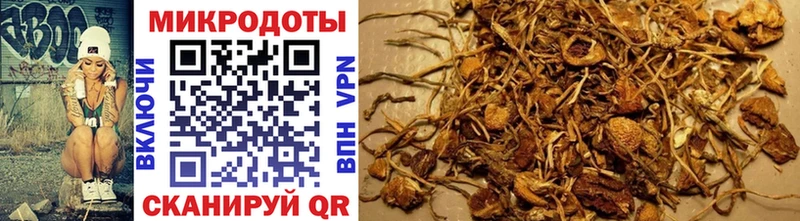 ОМГ ОМГ вход  Грозный  Псилоцибиновые грибы Psilocybine cubensis 